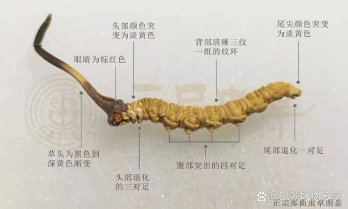 胃寒能吃霍香清胃胶囊吗-胃寒能吃藿香清胃胶囊网 - 胃寒能吃藿香清胃胶囊吗女性,胃寒能吃霍香清胃胶囊吗